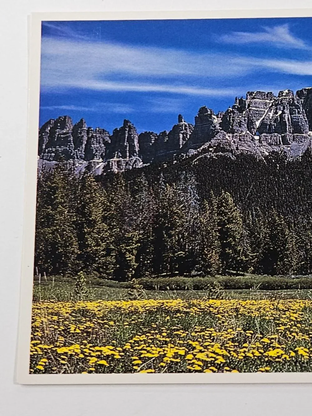 Rocky Mountain Wildflowers Postcard